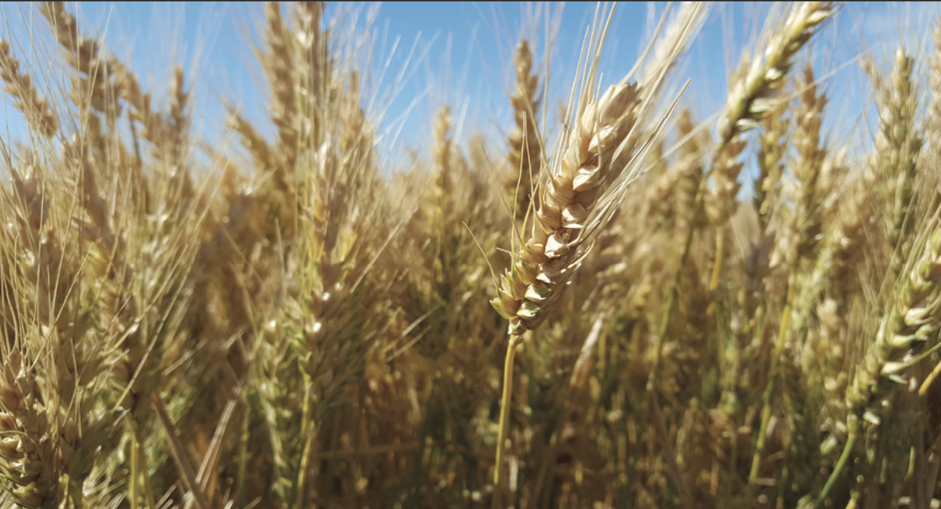 California Grain Campaign Edible Shasta Butte 